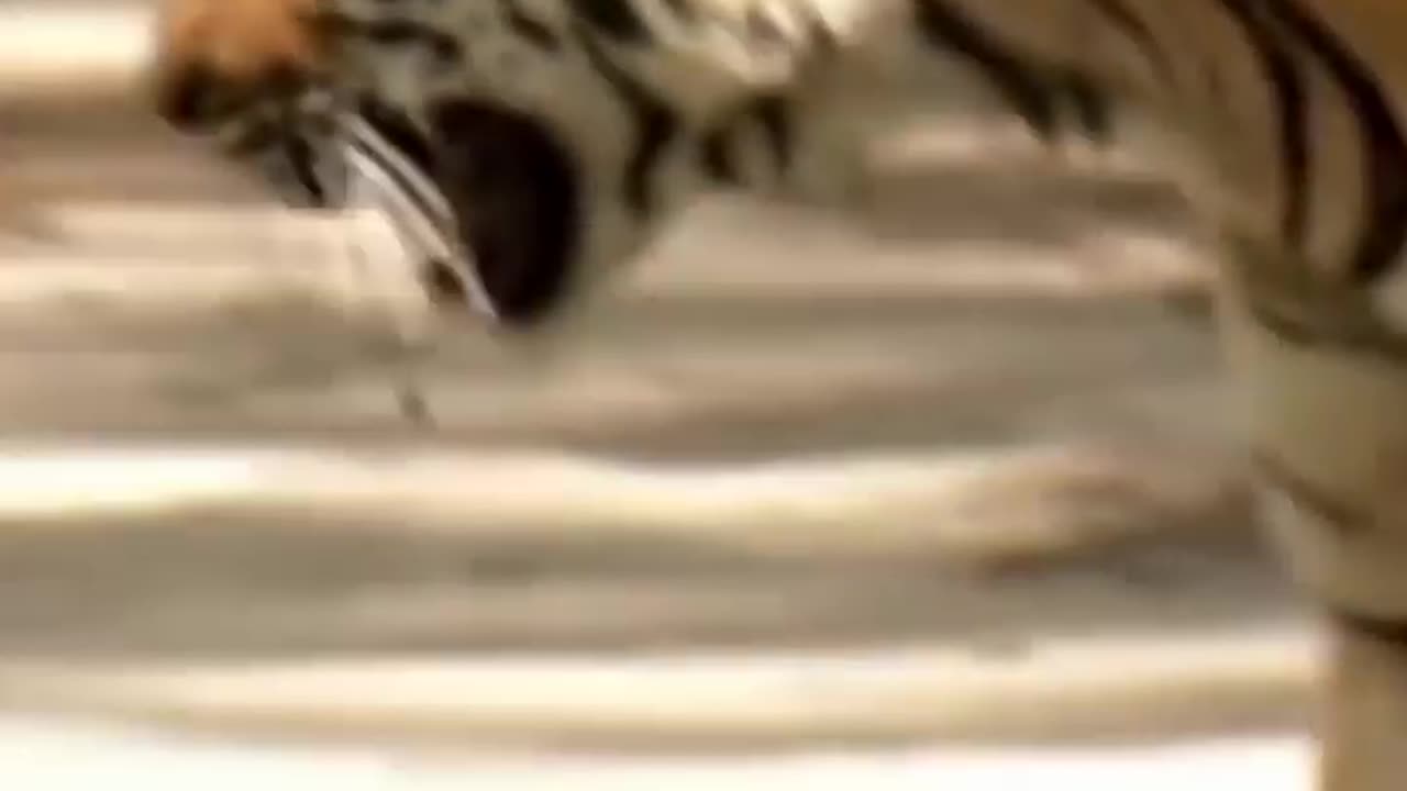 Wildlife