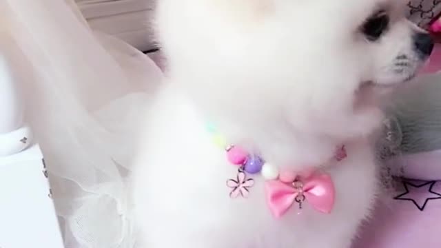 two little pomeranians