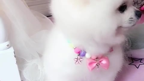 two little pomeranians