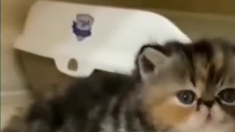 Best Funny Cat Videos Of This Week / 💗 Funny Cat Moments