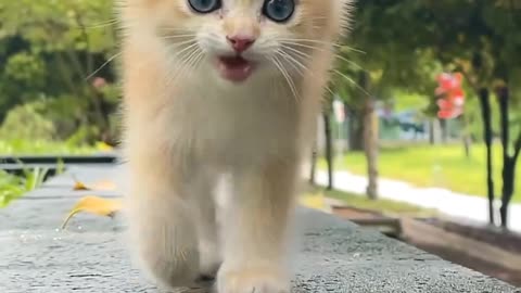 #cat