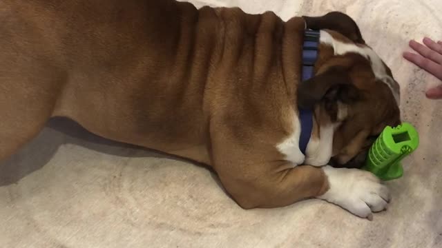 This Bulldog Really Doesn't Want To Share His Toy