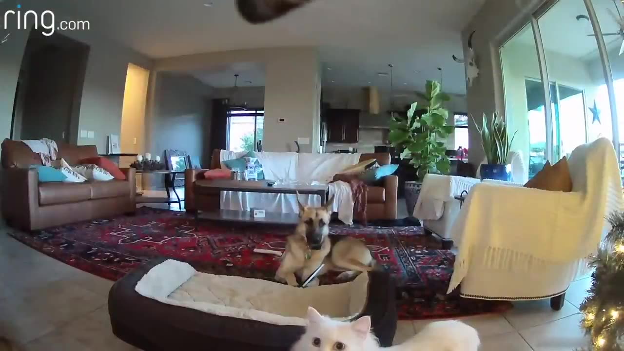 When Mercy the Dog Is Busted Chewing on a Picture, Her Cat Accomplices Cover Up for Her _ RingTV