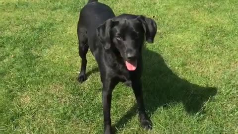 Black dog catches kicked soccer ball