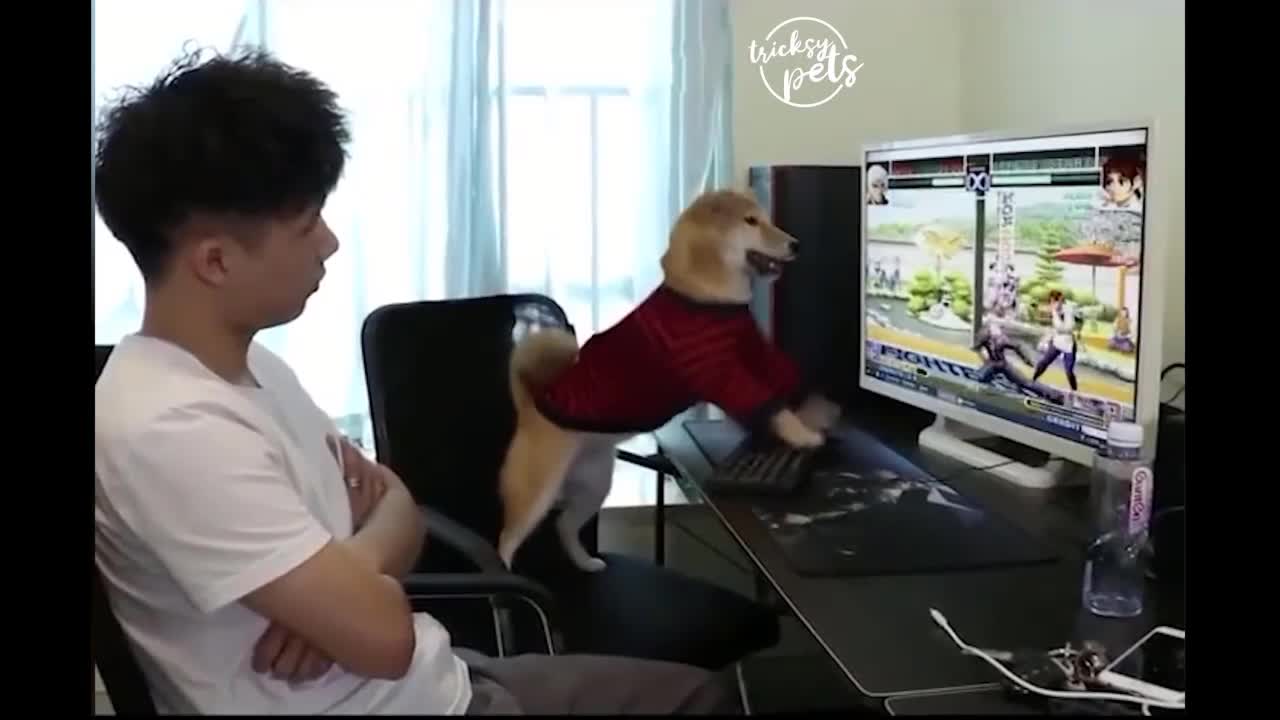 dog play game