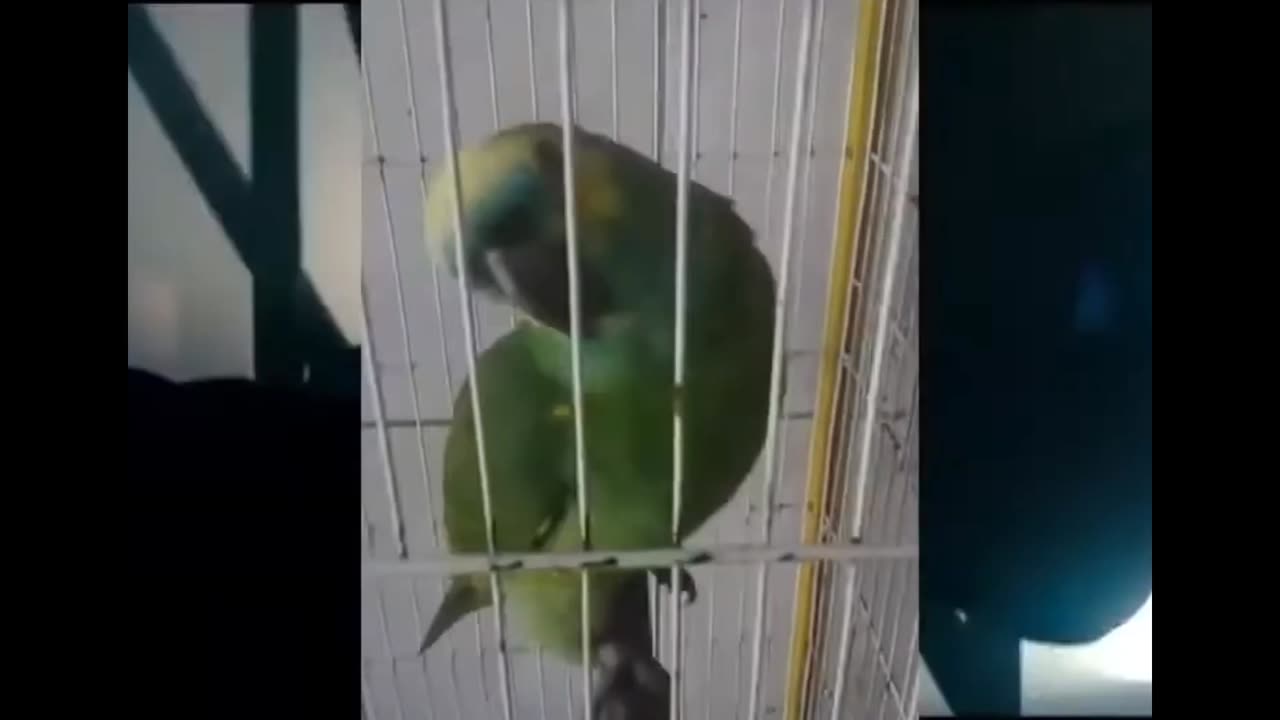 Parrot singing wow 🤩👏👏👏