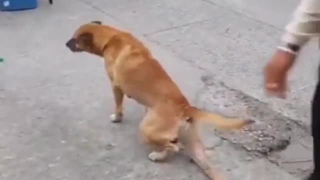 Dog who won the best movie emperor Award