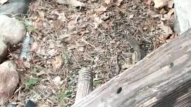 Cute Chipmunks chasing . cute Animals, wild chipmunks