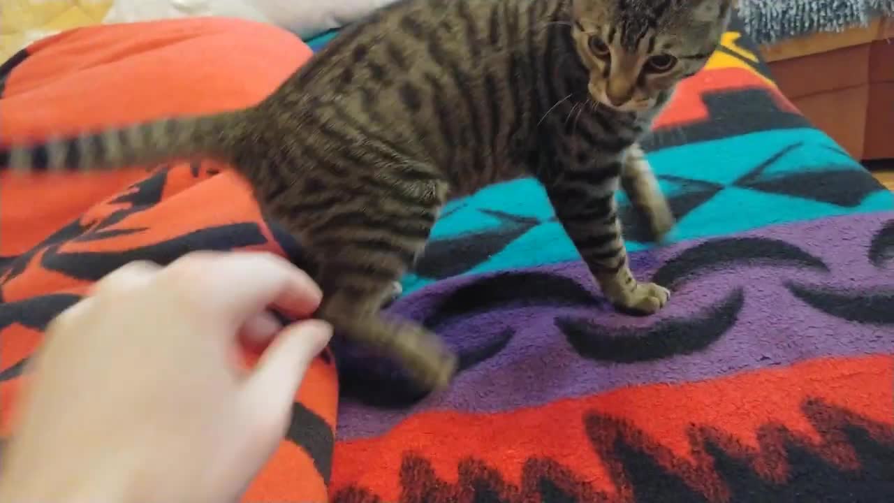 "I've Had About Enough of Your Tomfoolery!"