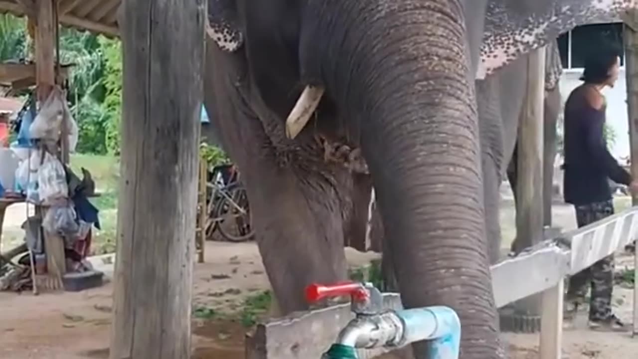 Cute Elephant Drinking Water Through a Tap❤