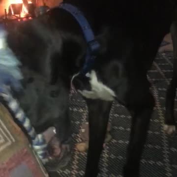 Railey the Dane plays tug of war
