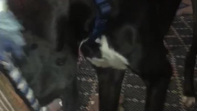 Railey the Dane plays tug of war