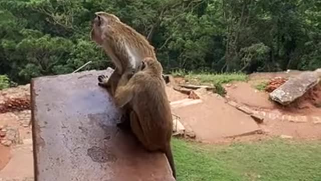 A monkey and his wife watch the rain