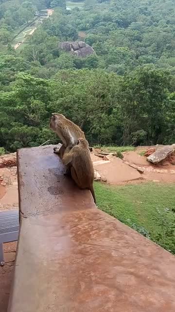 A monkey and his wife watch the rain