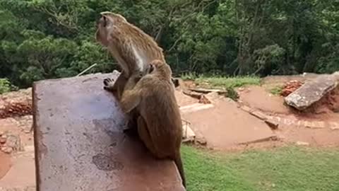 A monkey and his wife watch the rain