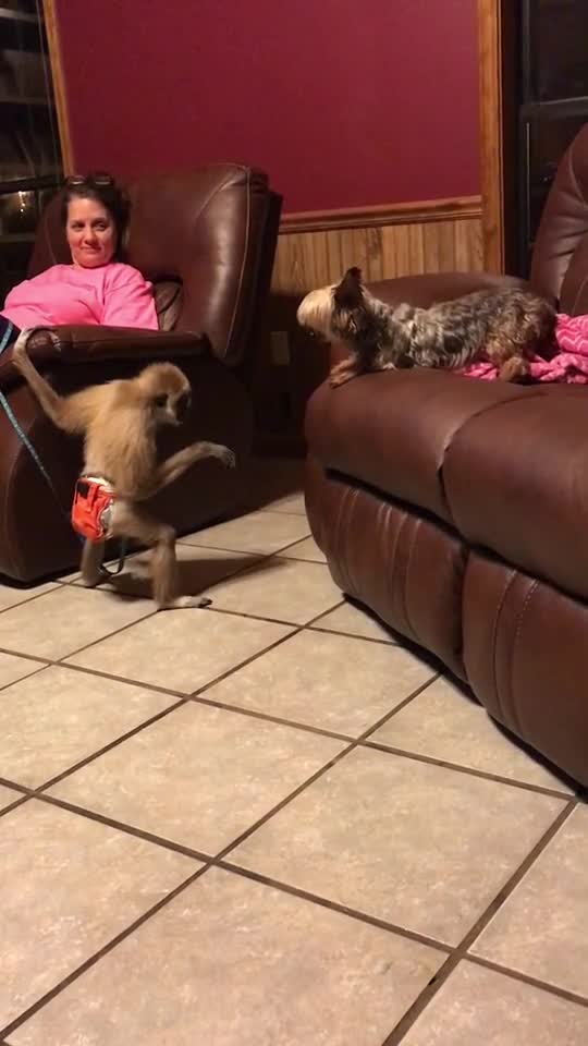 funny|prank|jokes|funny jokes|dad jokes|funny memes|funny video|fun|laughing|funny animal|knock