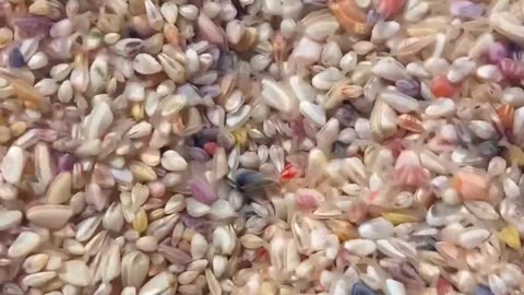 Coquina Clams Shimmy Back Into Place