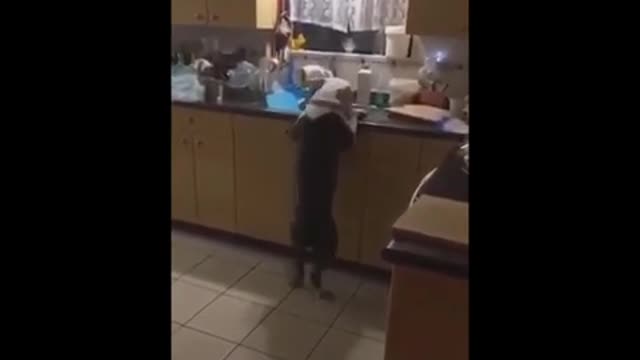 My jumping dog😂