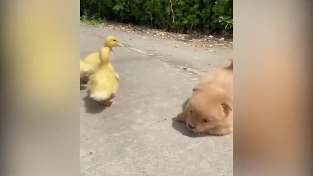 A Cute Puppy Became The Boss Of Five Ducklings #21