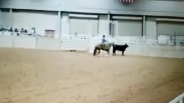 Horse herding a cow