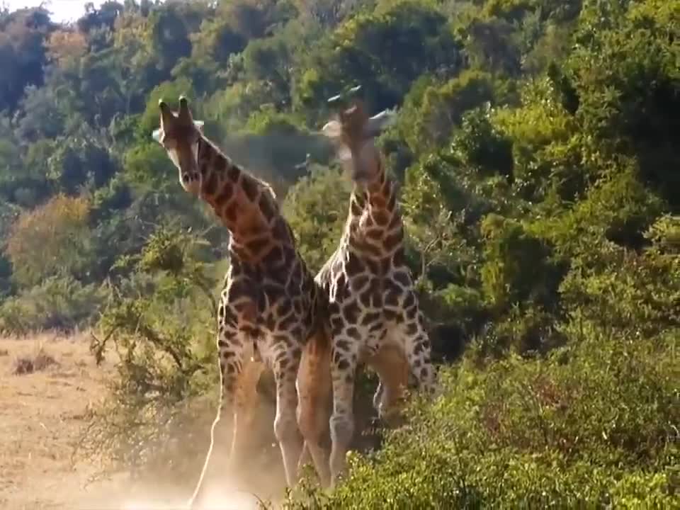 Have you ever seen giraffes fight?