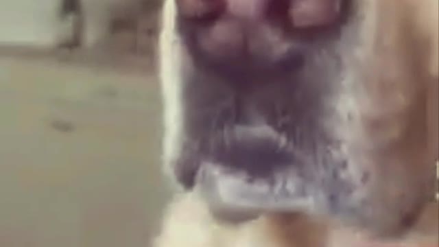 Funny videos of funny cats and dogs