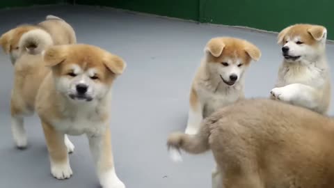 AKITA INU PUPPIES