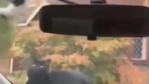 Funny 🐈😺 Cat videos
