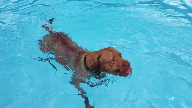 Noel and Blue loving the pool.