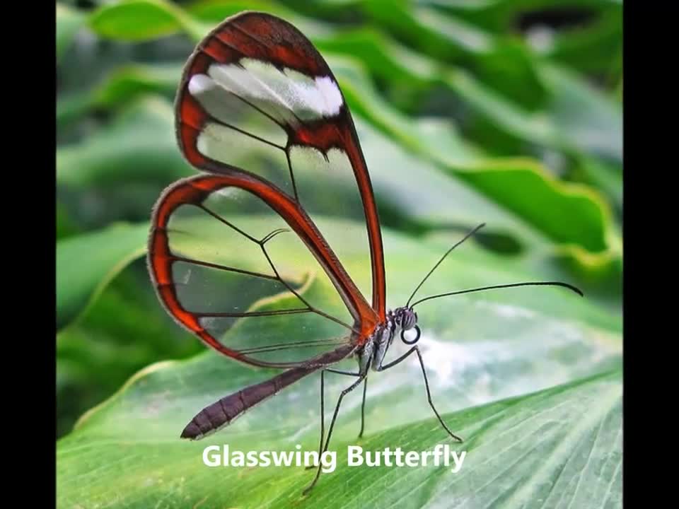 7 Amazing Transparent Animal That You Never Know Exist!