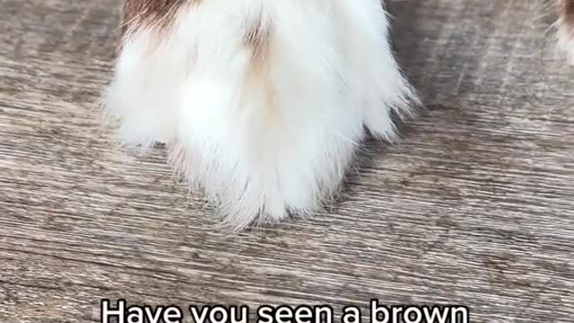 Have you seen a brown Husky with white socks and blue eyes?