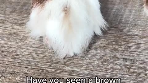 Have you seen a brown Husky with white socks and blue eyes?