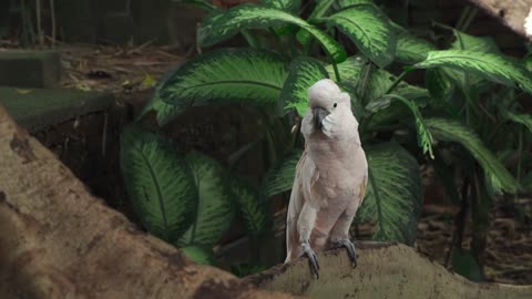 Beautiful and Charming White Cockatoo