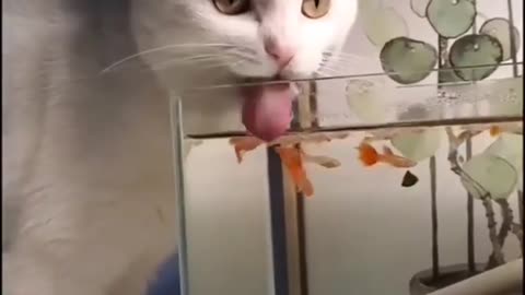 FISH SOUP special for cats 😍👅