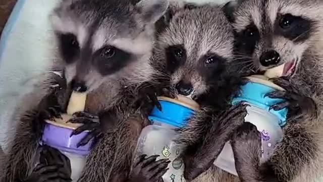 Raccoon Babies Go Bonkers Over Bottles