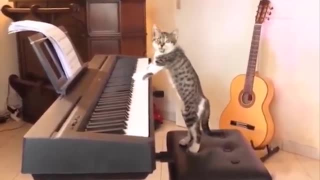 funny cat play piano