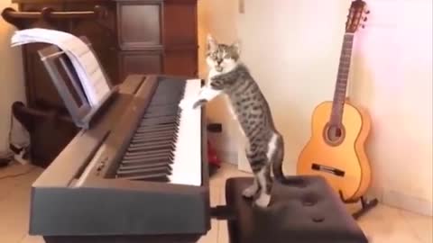 funny cat play piano