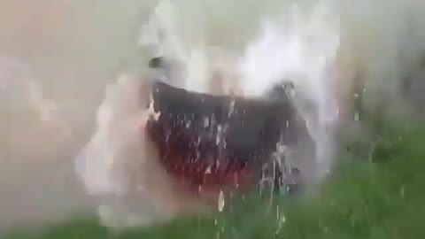 This is a beautiful and charming water-dwelling species