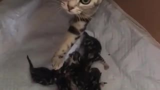 Congratulations cat new mama