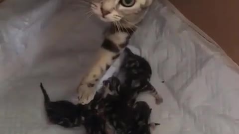 Congratulations cat new mama