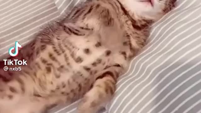 sleeping cat refuses to wake up so funny!