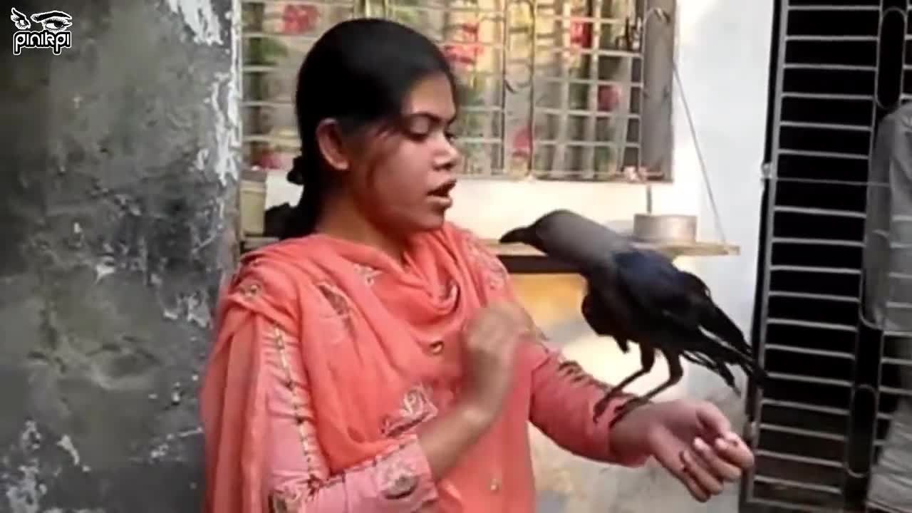 হুবহু মানুষের মত ভিন্ন ভিন্ন ভাষায় কথাবলা ৫ বিস্ময়কর পাখি!🐦 5 Most Amazing Talking Birds Ever!🦜