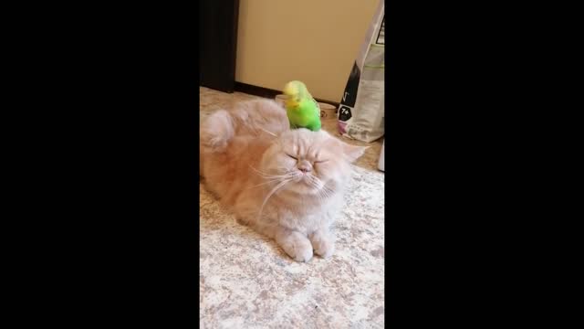 Cat tries very hard to ignore overly-attached parrot