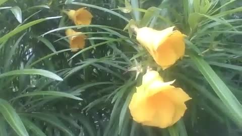 4 flores de sino amarelas, filmadas perto da mata, são muito belas! [Nature & Animals]