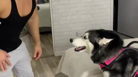 The dog talking with me