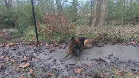 German Shepherds enjoying play time in the muddy water