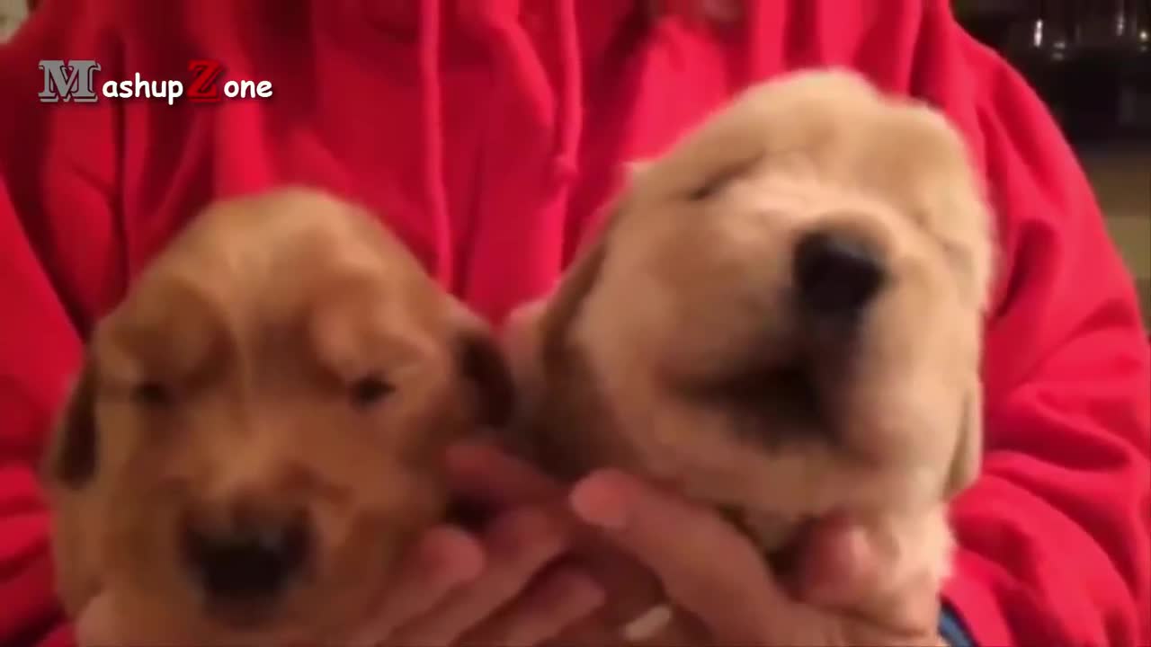 Cute Puppies Howling Compilation 2022 (Cuteness Overload)