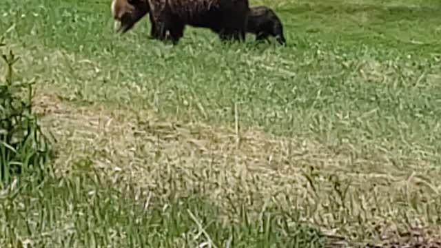 Mama bear and cub Jasper alberta