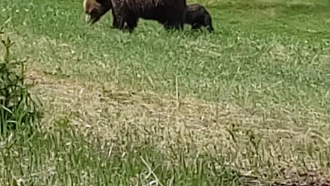 Mama bear and cub Jasper alberta