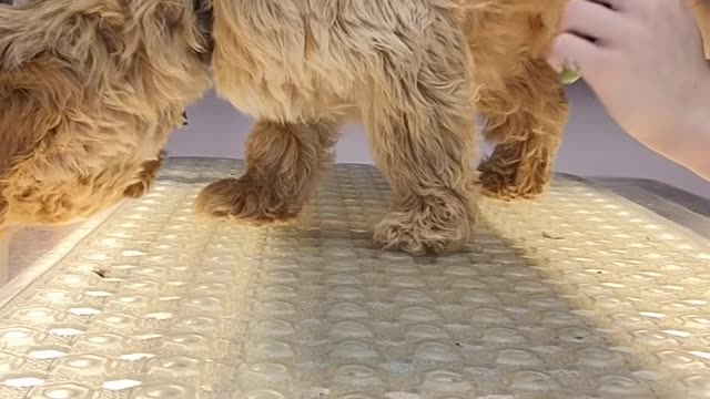 Little puppy gives me hugs during his first bath